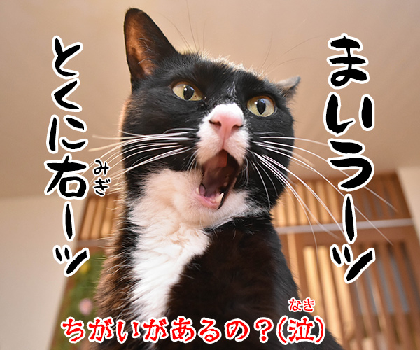 ちがいのわかるオンナ　猫の写真で４コマ漫画　４コマ目ッ