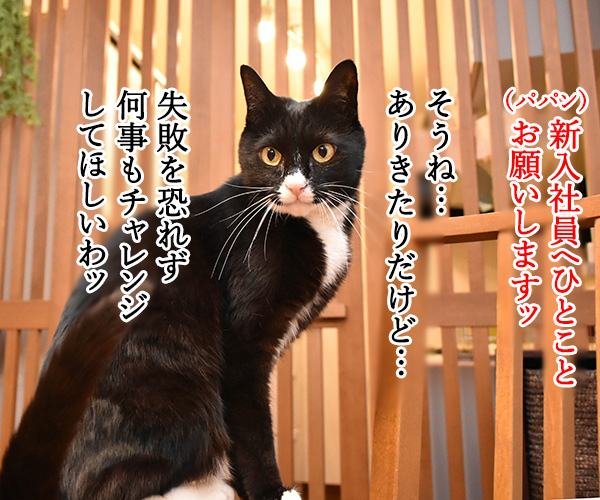 新入社員のみんなへひとことお願いしますッ　猫の写真で４コマ漫画　２コマ目ッ