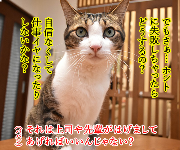 新入社員のみんなへひとことお願いしますッ　猫の写真で４コマ漫画　３コマ目ッ