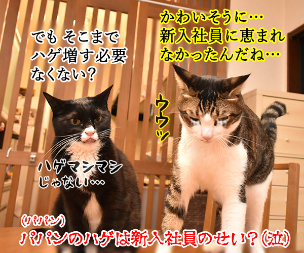 新入社員のみんなへひとことお願いしますッ　猫の写真で４コマ漫画　４コマ目ッ