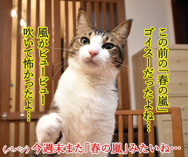 春の嵐がまたくるんですってッ　猫の写真で４コマ漫画　１コマ目ッ