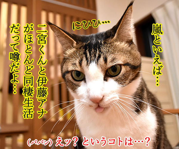 春の嵐がまたくるんですってッ　猫の写真で４コマ漫画　３コマ目ッ