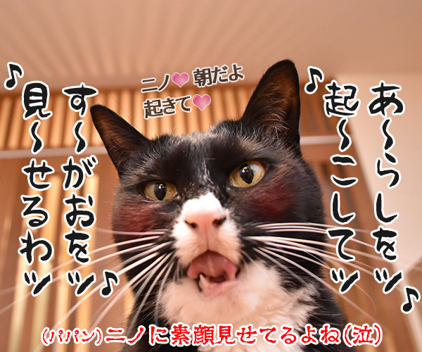 春の嵐がまたくるんですってッ　猫の写真で４コマ漫画　４コマ目ッ