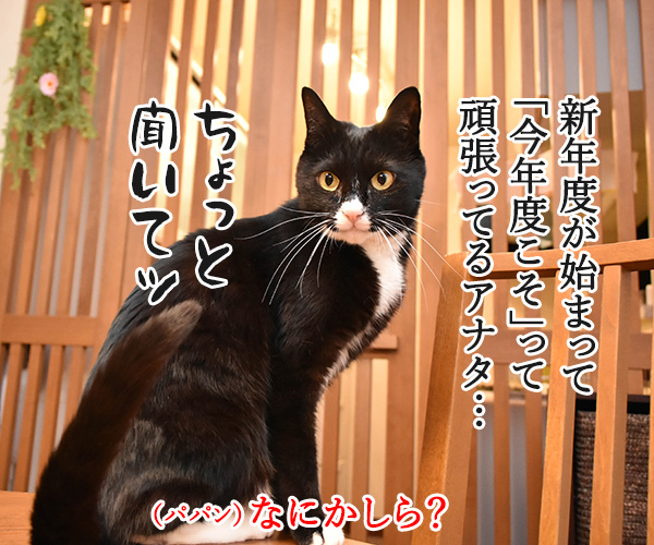 新年度だからって頑張りすぎちゃダメなのよッ　猫の写真で４コマ漫画　１コマ目ッ