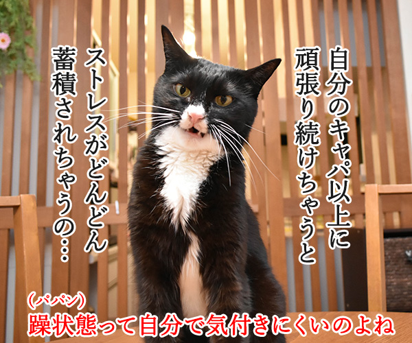 新年度だからって頑張りすぎちゃダメなのよッ　猫の写真で４コマ漫画　２コマ目ッ