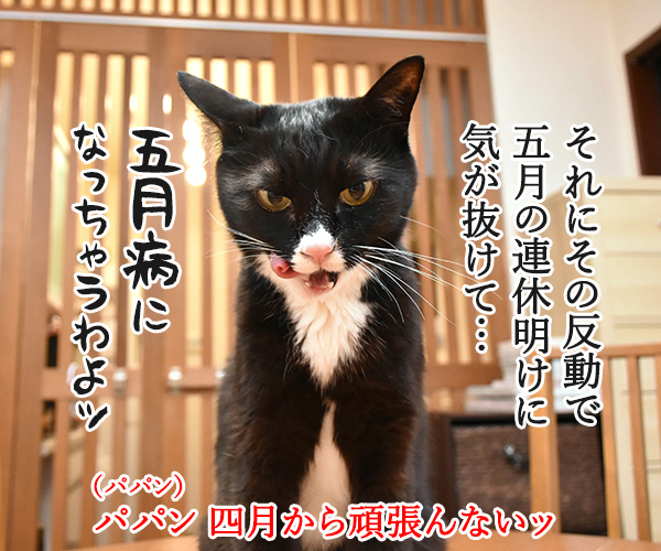 新年度だからって頑張りすぎちゃダメなのよッ　猫の写真で４コマ漫画　３コマ目ッ