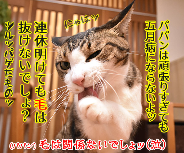 新年度だからって頑張りすぎちゃダメなのよッ　猫の写真で４コマ漫画　４コマ目ッ