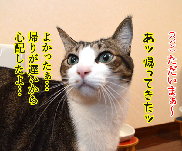 パパンの帰りが遅いから…　猫の写真で４コマ漫画　１コマ目ッ