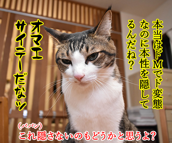 パパンて会社にいる時はどんな感じ？　猫の写真で４コマ漫画　２コマ目ッ