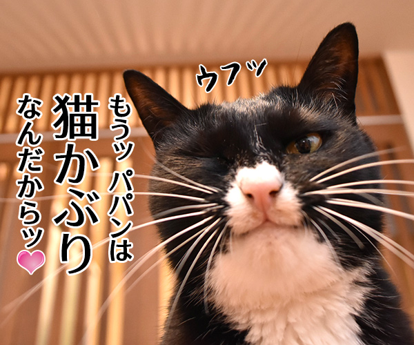 パパンて会社にいる時はどんな感じ？　猫の写真で４コマ漫画　３コマ目ッ