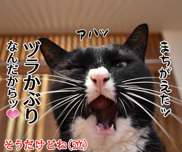 パパンて会社にいる時はどんな感じ？　猫の写真で４コマ漫画　４コマ目ッ