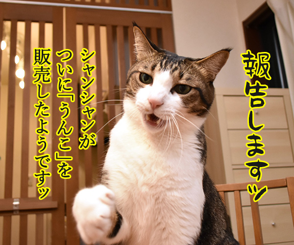 シャンシャンがうんこを販売したんですってッ　猫の写真で４コマ漫画　１コマ目ッ