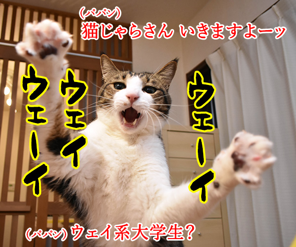 猫じゃらさんでウェイウェーイ　猫の写真で４コマ漫画　１コマ目ッ