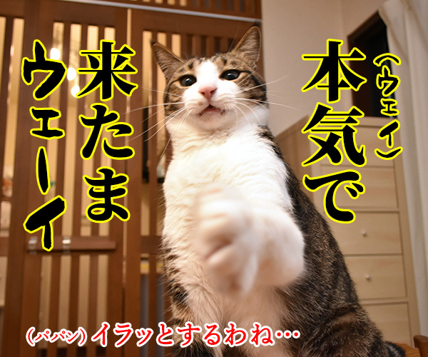 猫じゃらさんでウェイウェーイ　猫の写真で４コマ漫画　２コマ目ッ