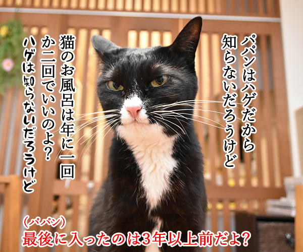 4月26日は『よい風呂の日』なんですってッ　猫の写真で４コマ漫画　２コマ目ッ