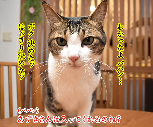 4月26日は『よい風呂の日』なんですってッ　猫の写真で４コマ漫画　３コマ目ッ