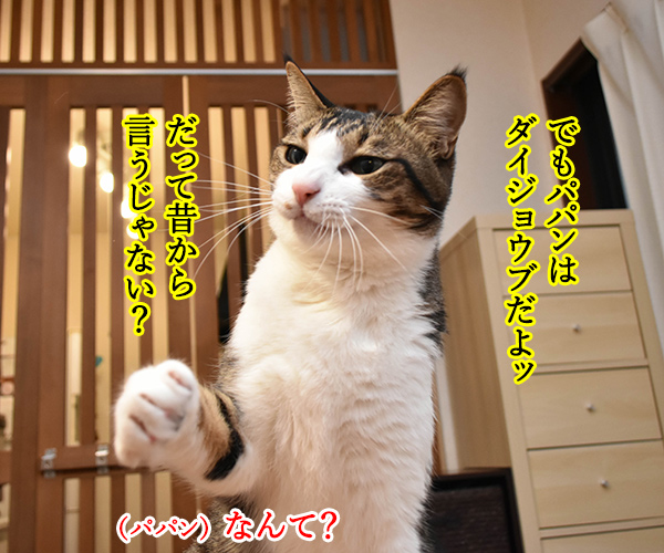 お酒のトラブルには気をつけなくちゃねッ　猫の写真で４コマ漫画　３コマ目ッ