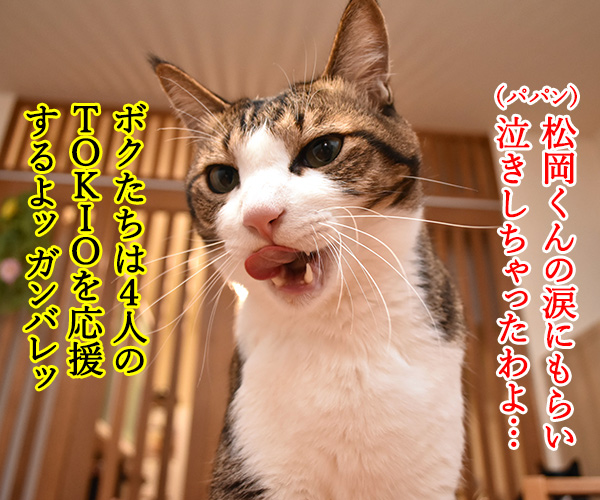 ボクたちは4人のTOKIOを応援しますッ　猫の写真で４コマ漫画　２コマ目ッ