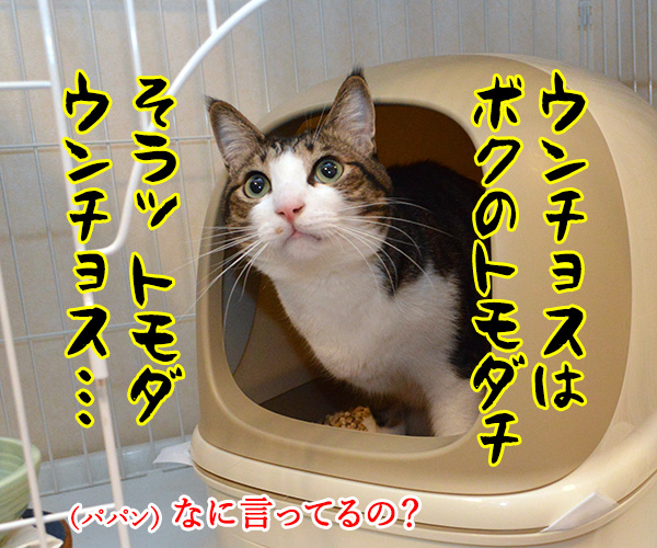 こどもの日だからウンチョスブリブリ　猫の写真で４コマ漫画　２コマ目ッ