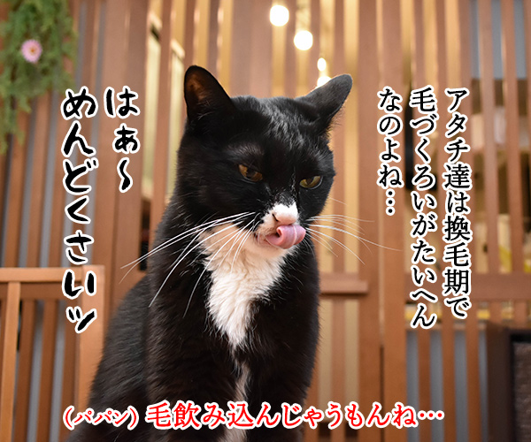 猫のエステサロンはないのかしら？　猫の写真で４コマ漫画　２コマ目ッ