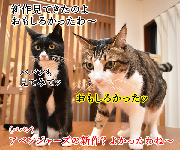 アイアンあずきとキャプテンだいずは平和を守るのよッ　猫の写真で４コマ漫画　２コマ目ッ