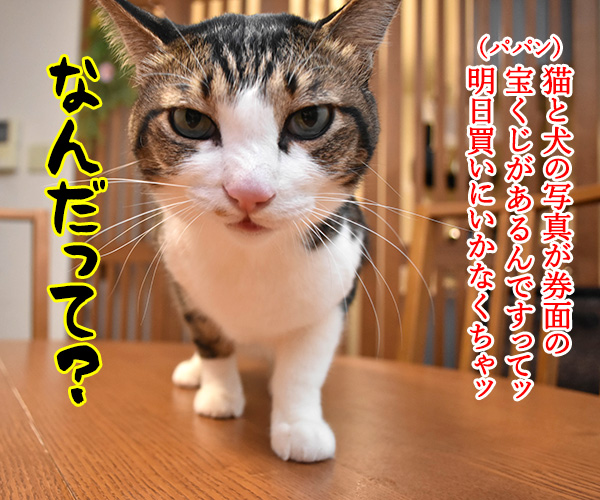 わんにゃんスクラッチを買いに行かなくっちゃッ　猫の写真で４コマ漫画　１コマ目ッ