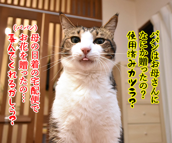 母の日のプレゼントはクロネコヤマトで　猫の写真で４コマ漫画　２コマ目ッ