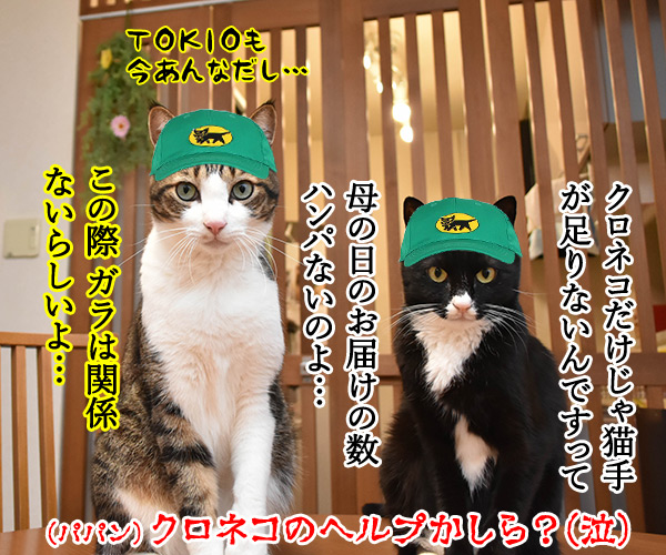 母の日のプレゼントはクロネコヤマトで　猫の写真で４コマ漫画　４コマ目ッ