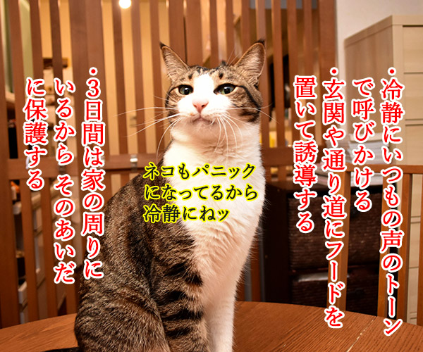 室内飼いの猫が脱走したらどうする ねこ写真４コマ あずきさんとだいずさん