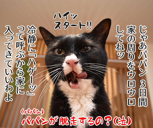 室内飼いの猫が脱走したらどうする？　猫の写真で４コマ漫画　４コマ目ッ