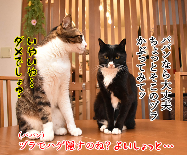 TERRACE HOUSE に出てみたいのよッ　猫の写真で４コマ漫画　３コマ目ッ