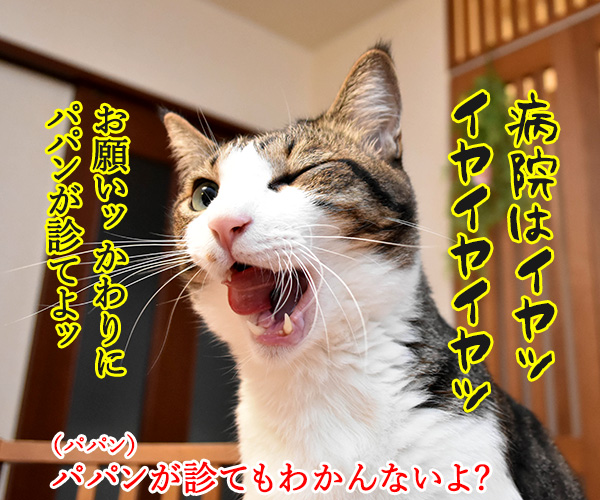 目がゴロゴロしてるのよッ　猫の写真で４コマ漫画　３コマ目ッ