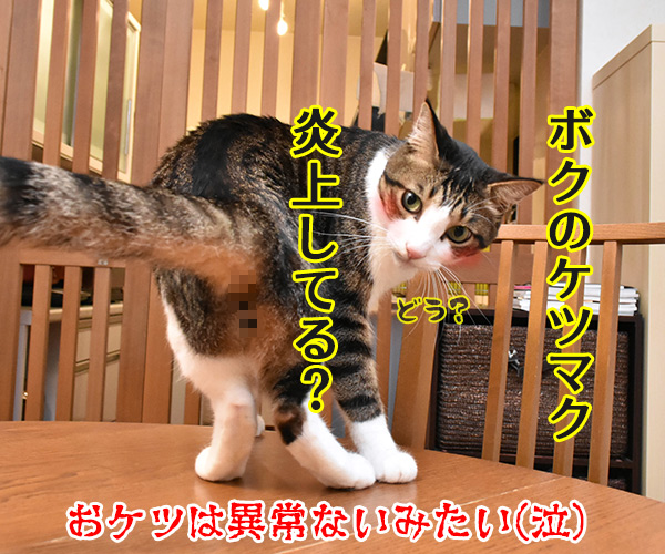 目がゴロゴロしてるのよッ　猫の写真で４コマ漫画　４コマ目ッ