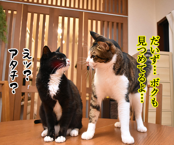 あなただけ見つめてる　猫の写真で４コマ漫画　２コマ目ッ