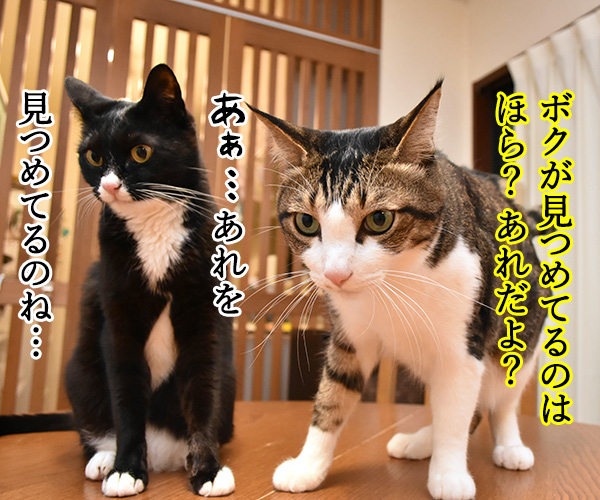 あなただけ見つめてる　猫の写真で４コマ漫画　３コマ目ッ