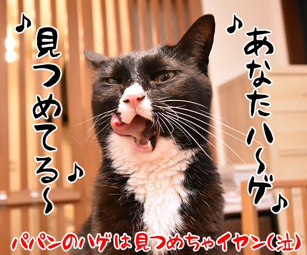 あなただけ見つめてる　猫の写真で４コマ漫画　４コマ目ッ