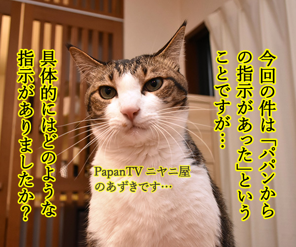 日大悪質タックル選手の記者会見みたいに…　猫の写真で４コマ漫画　２コマ目ッ