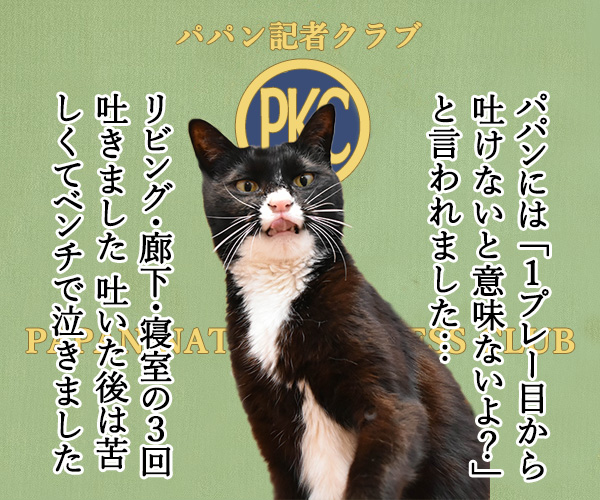 日大悪質タックル選手の記者会見みたいに…　猫の写真で４コマ漫画　３コマ目ッ