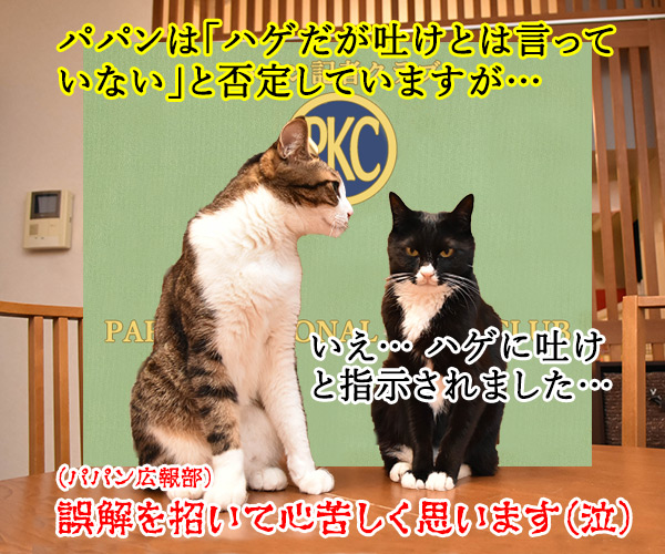 日大悪質タックル選手の記者会見みたいに…　猫の写真で４コマ漫画　４コマ目ッ