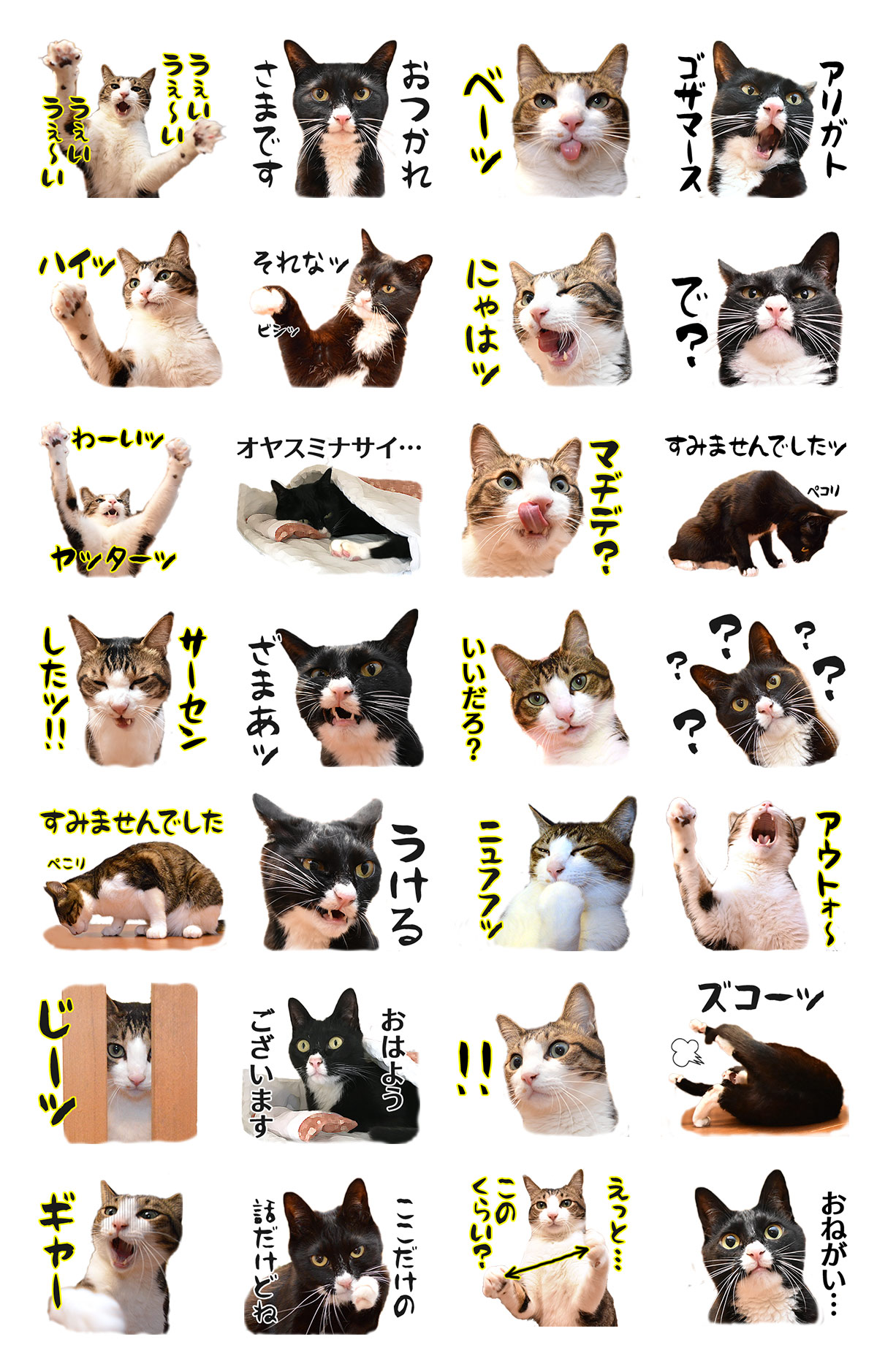 あずだいのLINEスタンプを作ってるのッ　猫の写真で４コマ漫画　５コマ目ッ