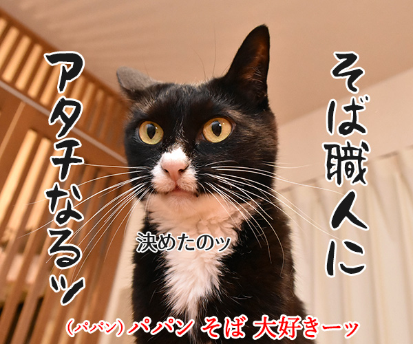 そば職人にアタチなるッ　猫の写真で４コマ漫画　１コマ目ッ