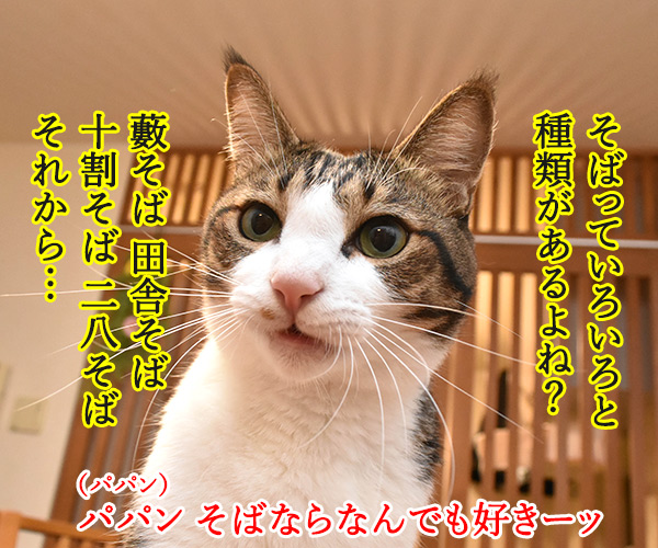 そば職人にアタチなるッ　猫の写真で４コマ漫画　２コマ目ッ