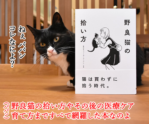 『野良猫の拾い方』って本を買ったのよッ　猫の写真で４コマ漫画　１コマ目ッ