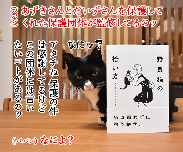 『野良猫の拾い方』って本を買ったのよッ　猫の写真で４コマ漫画　３コマ目ッ