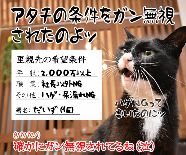 『野良猫の拾い方』って本を買ったのよッ　猫の写真で４コマ漫画　４コマ目ッ