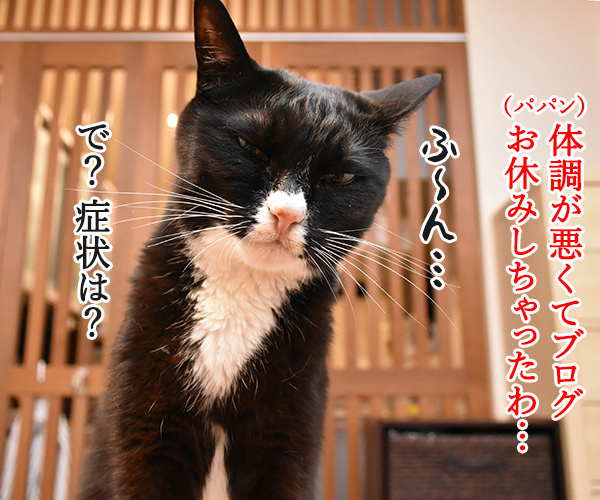 ブログ3日もお休みしちゃったの　猫の写真で４コマ漫画　１コマ目ッ