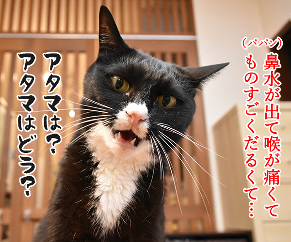 ブログ3日もお休みしちゃったの　猫の写真で４コマ漫画　２コマ目ッ