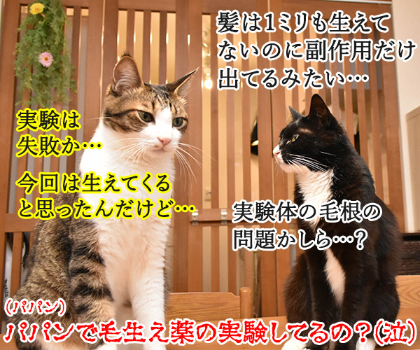 ブログ3日もお休みしちゃったの　猫の写真で４コマ漫画　４コマ目ッ