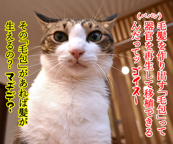 パパンがハゲでなくなるかもなのッ　猫の写真で４コマ漫画　１コマ目ッ