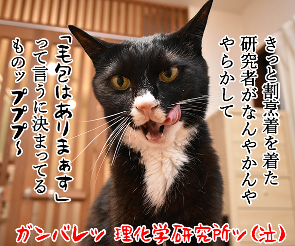 パパンがハゲでなくなるかもなのッ　猫の写真で４コマ漫画　４コマ目ッ